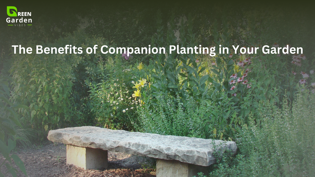 The Benefits of Companion Planting in Your Garden!