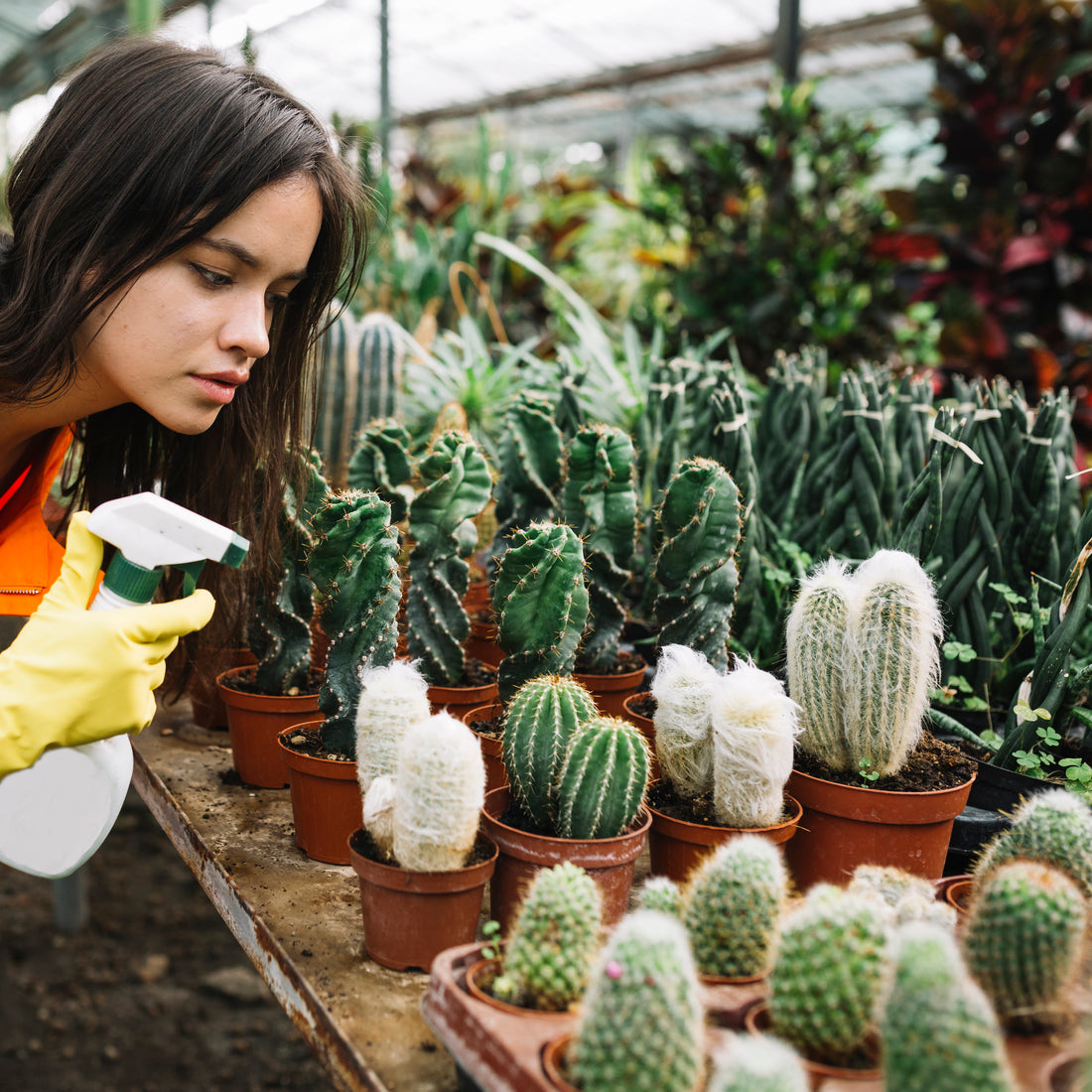 The Art of Container Gardening: Small Spaces, Big Possibilities!