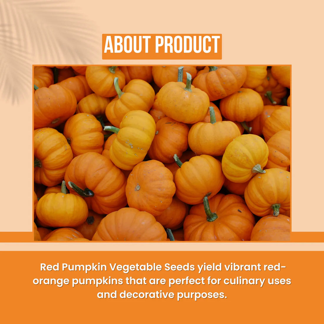 Red Pumpkin Vegetable Seeds