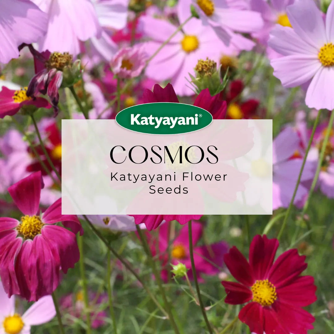 Cosmos Mix Flowering Seeds