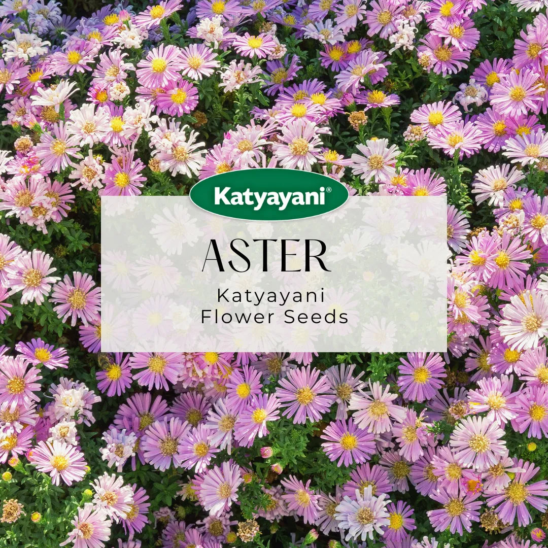 Aster Mix Flowering Seeds