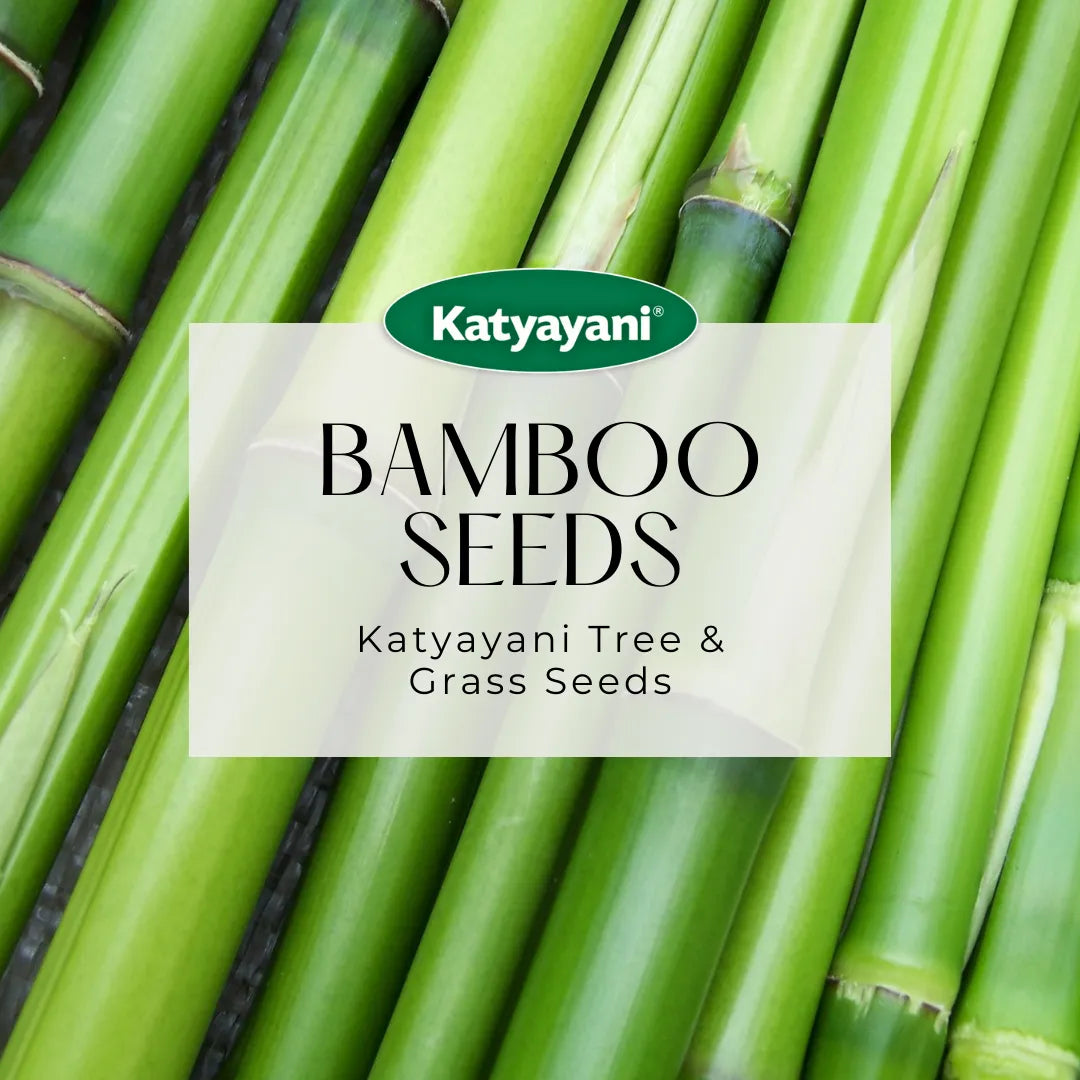 Solid Bamboo  (Dendrocalamus Strictus) - 100 g Tree and Grass seeds