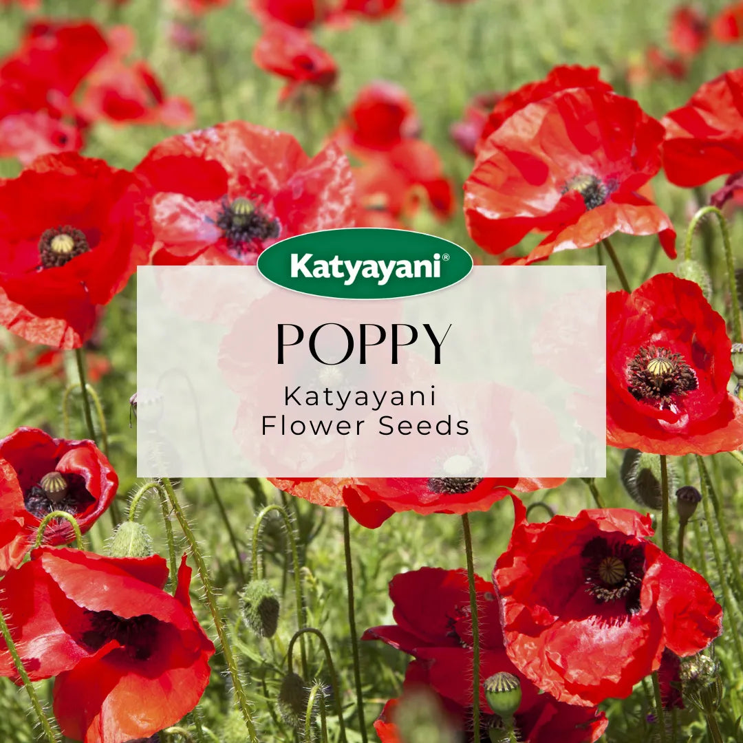 Poppy Mix Flowering Seeds