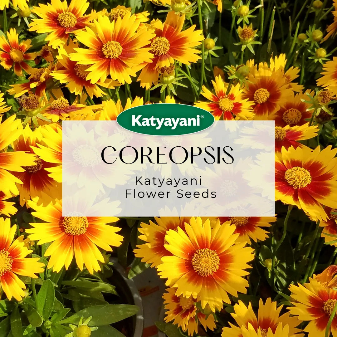 Coreopsis پھولوں کے بیج