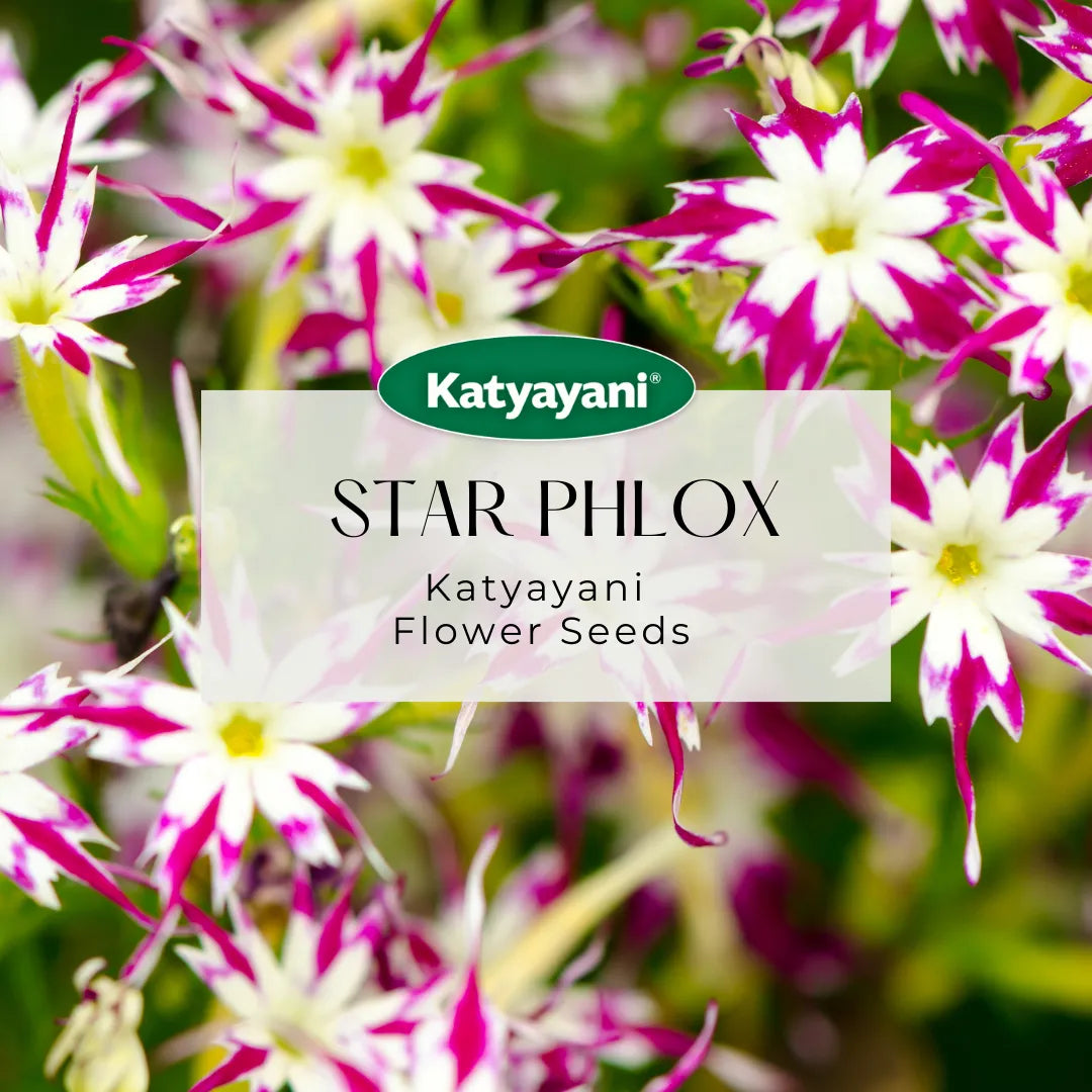 Star Phlox Mix Flowering Seeds