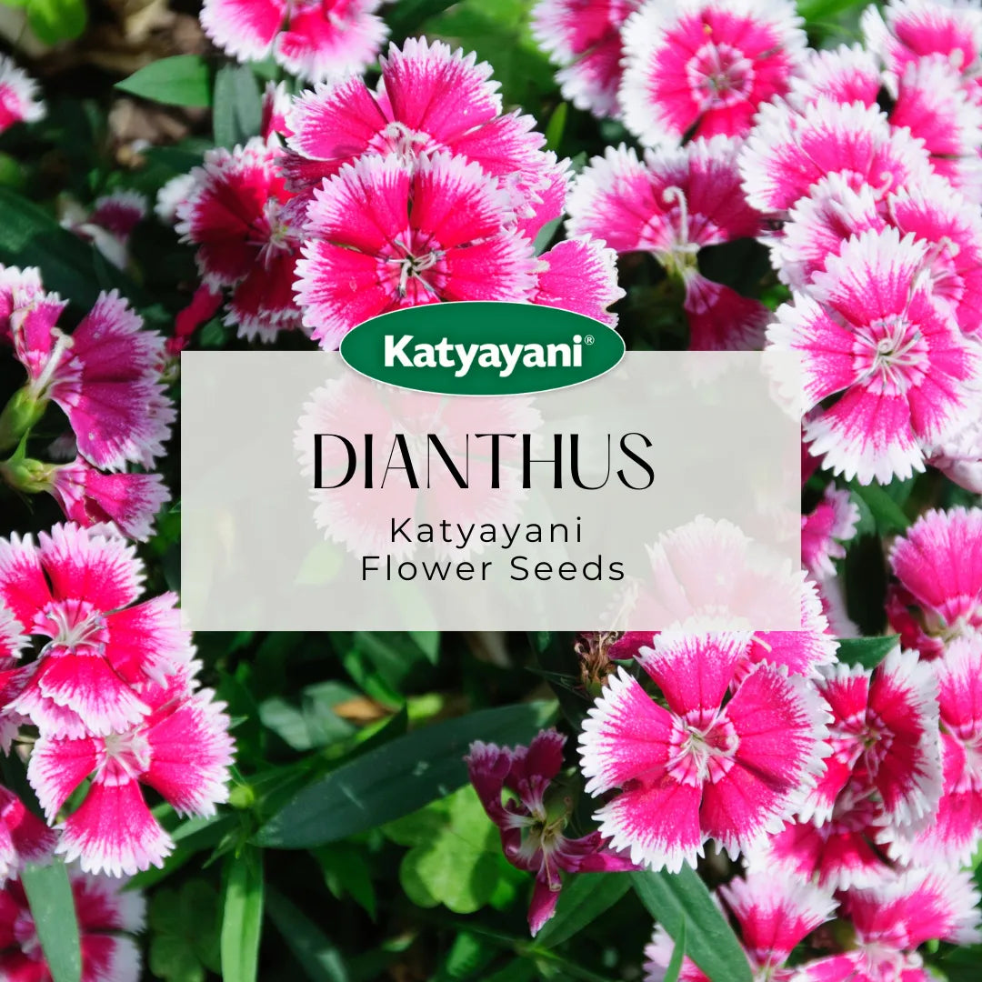 Dianthus Mix Flowering Seeds