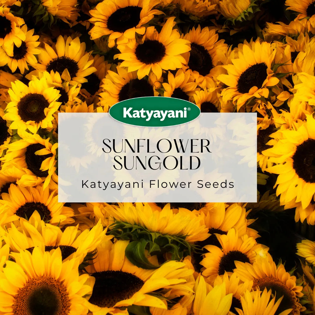 Sunflower Sungold Flowering Seeds