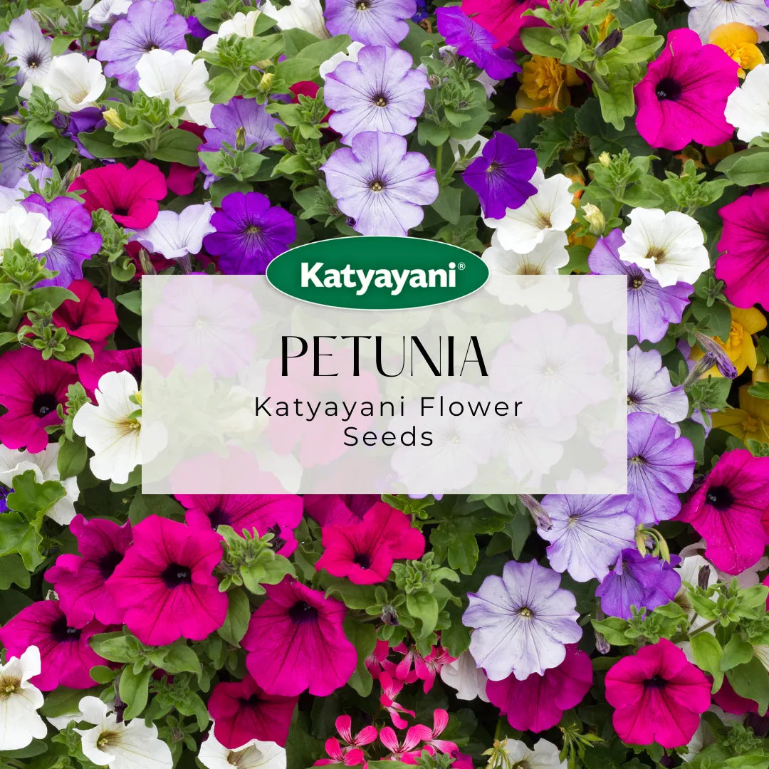 Petunia Mix Flowering Seeds