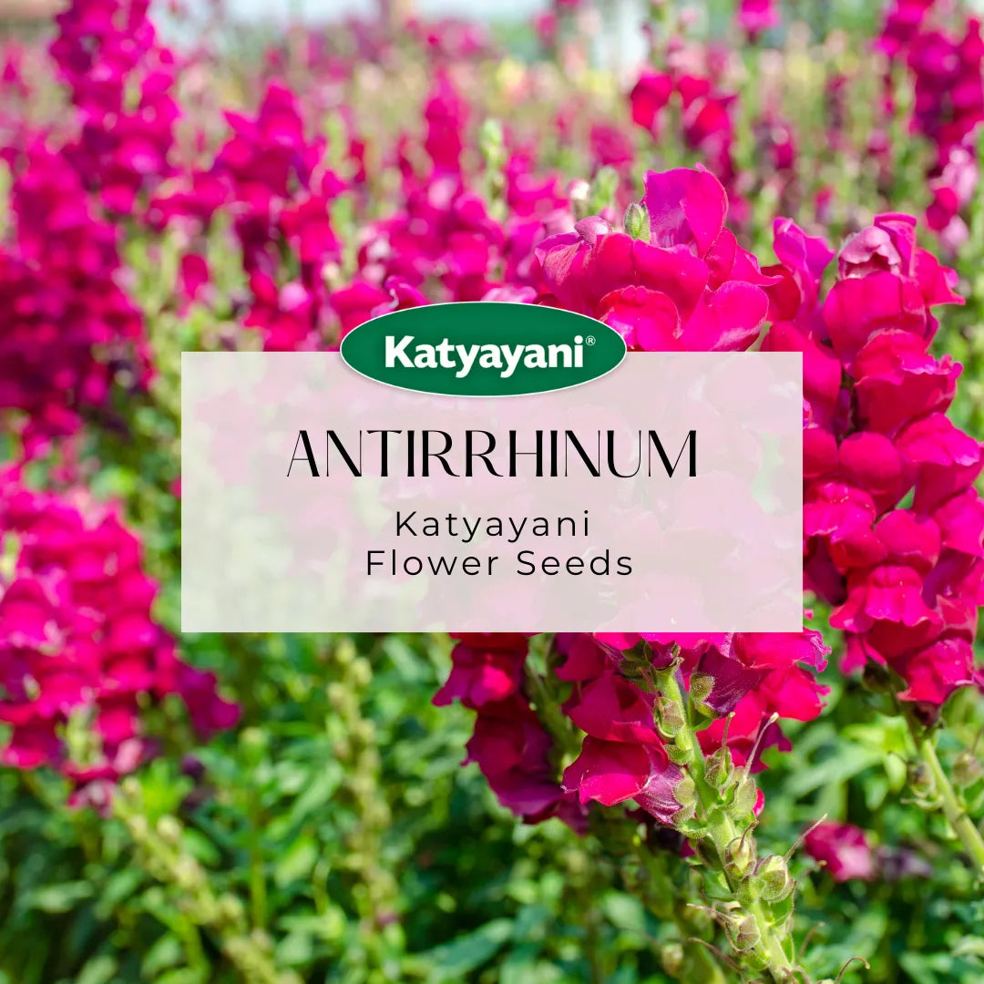 Antirrhinum پھولوں کا بیج