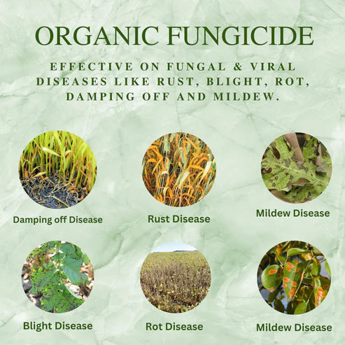 All In 1 Organic Fungicide