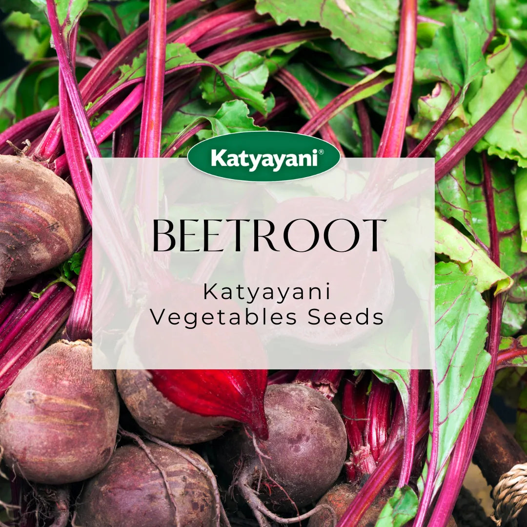 Beetroot Vegetable Seed