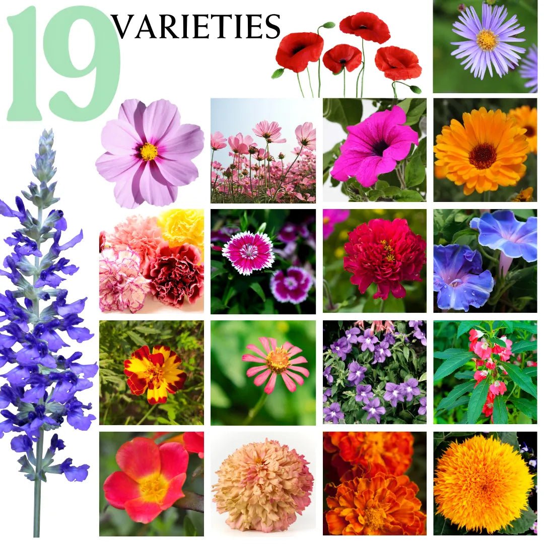 Canadian Wildflower Seed Combo (19 Beautiful Varieties of flower seeds)