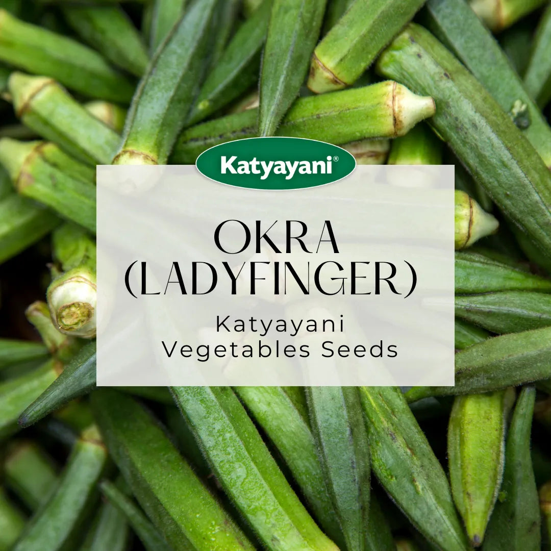 Okra (Lady Finger) Vegetable Seeds