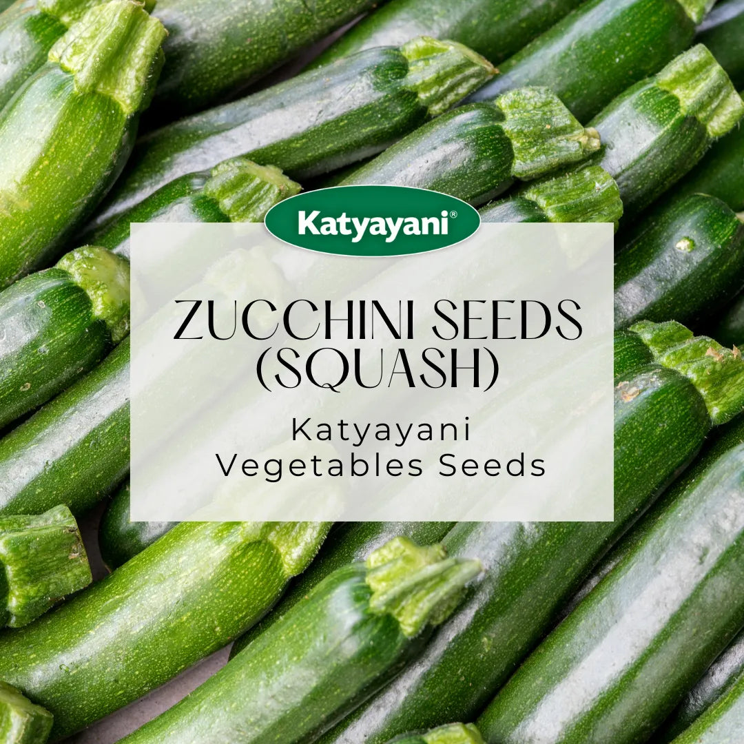 Zucchini  (Squash) Vegetable Seeds