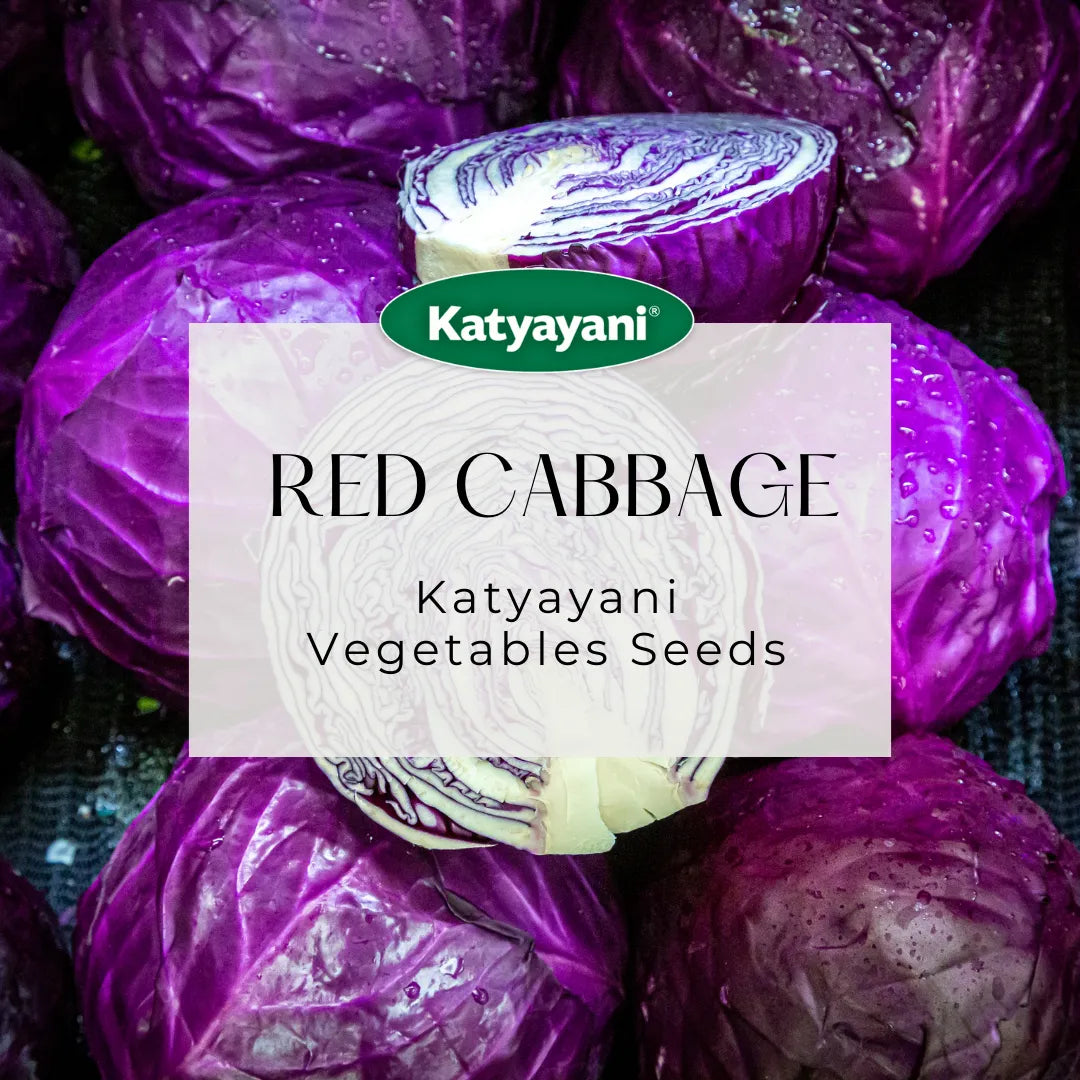 Red Cabbage Vegetable Seeds