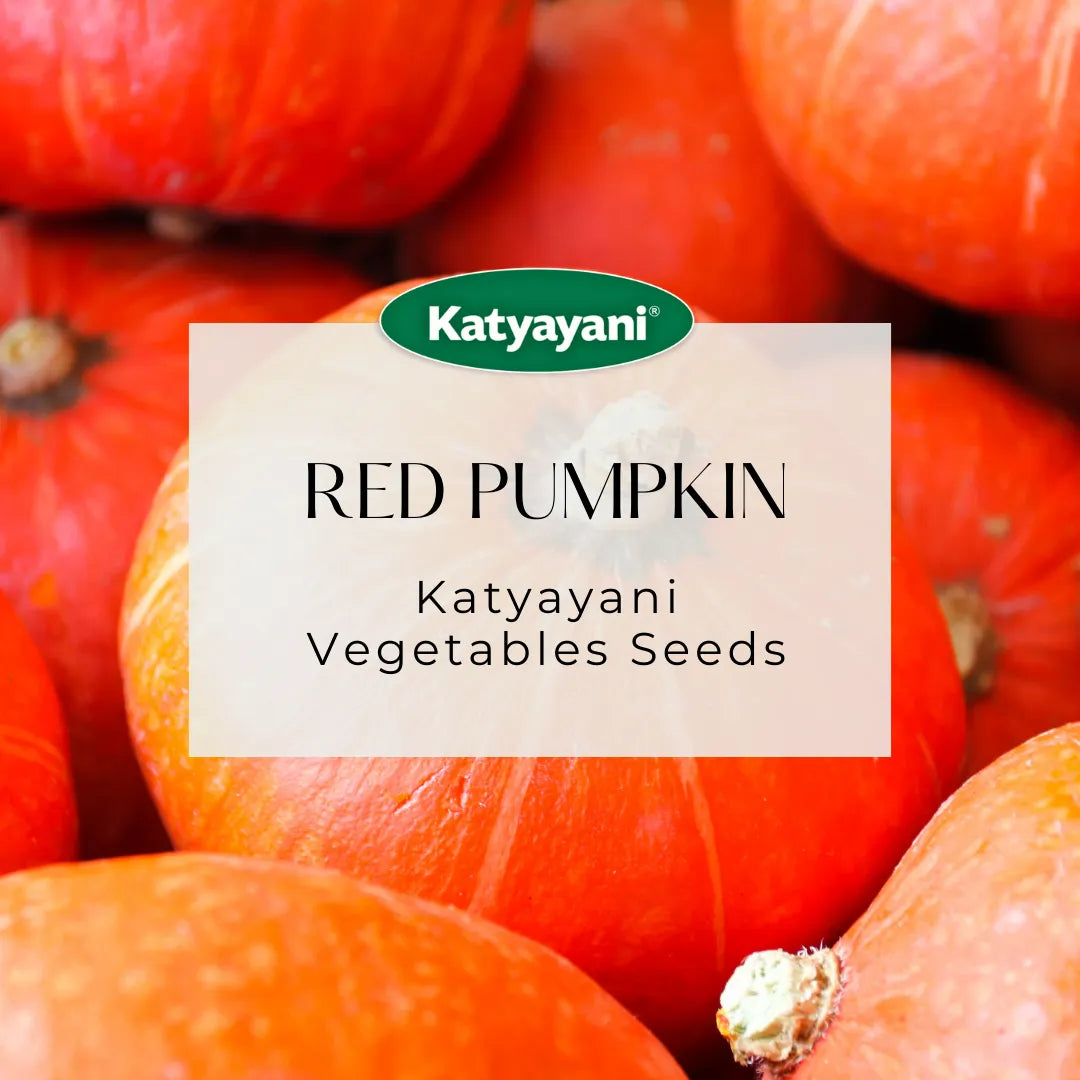 Red Pumpkin Vegetable Seeds