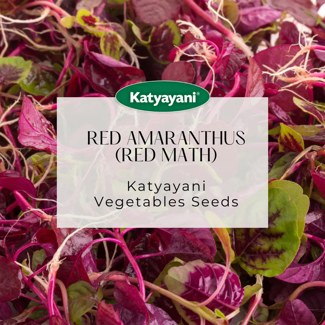 Red Amaranthus  (Red Math) Vegetable Seeds