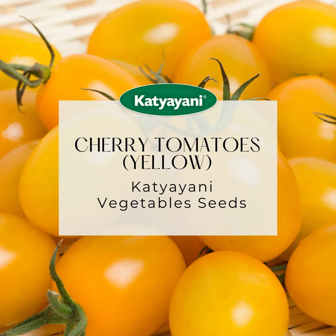 Cherry Tomatoes Seeds (Yellow) Vegetable Seeds