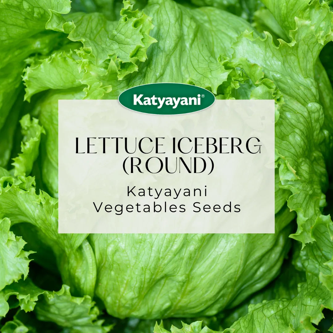 Lettuce Iceberg (Round) Vegetable Seed