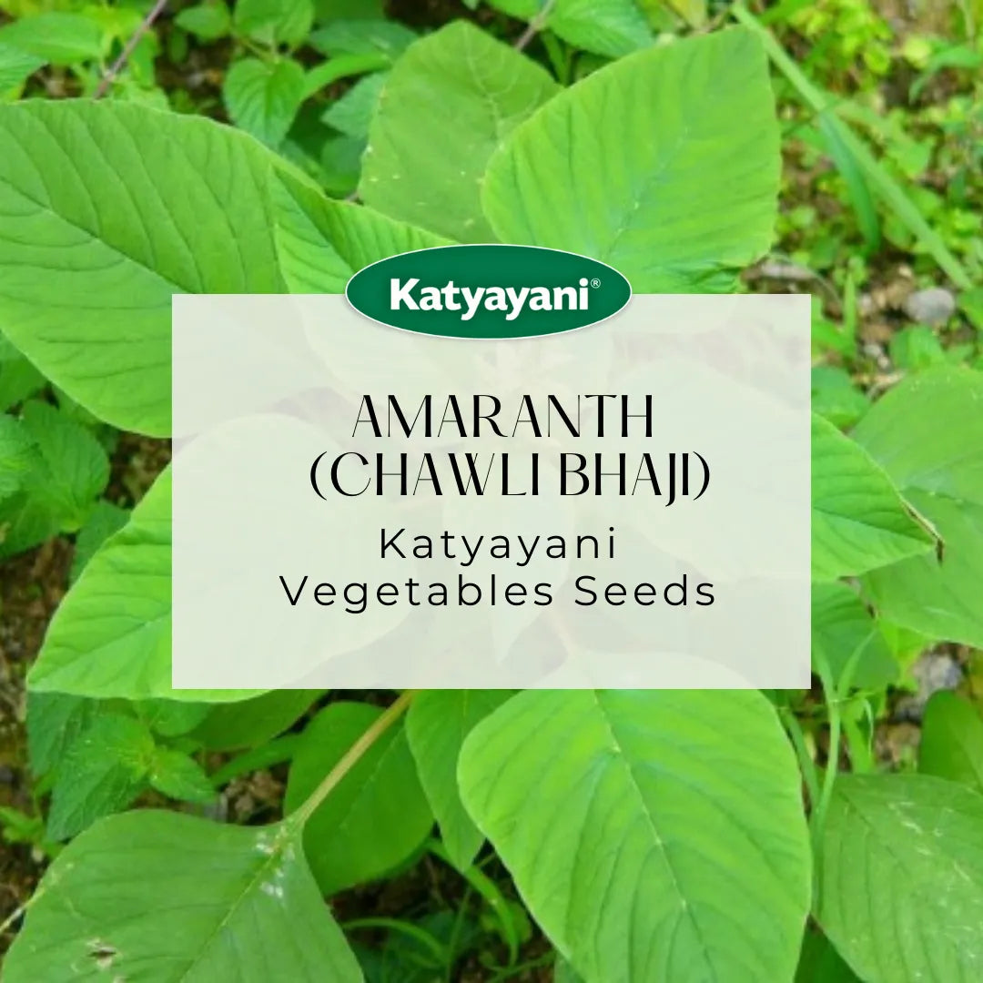 Amaranth  (Chawli Bhaji) Microgreen Seeds