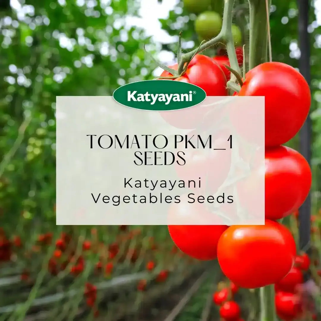 Tomato Pkm-1 Vegetable Seeds