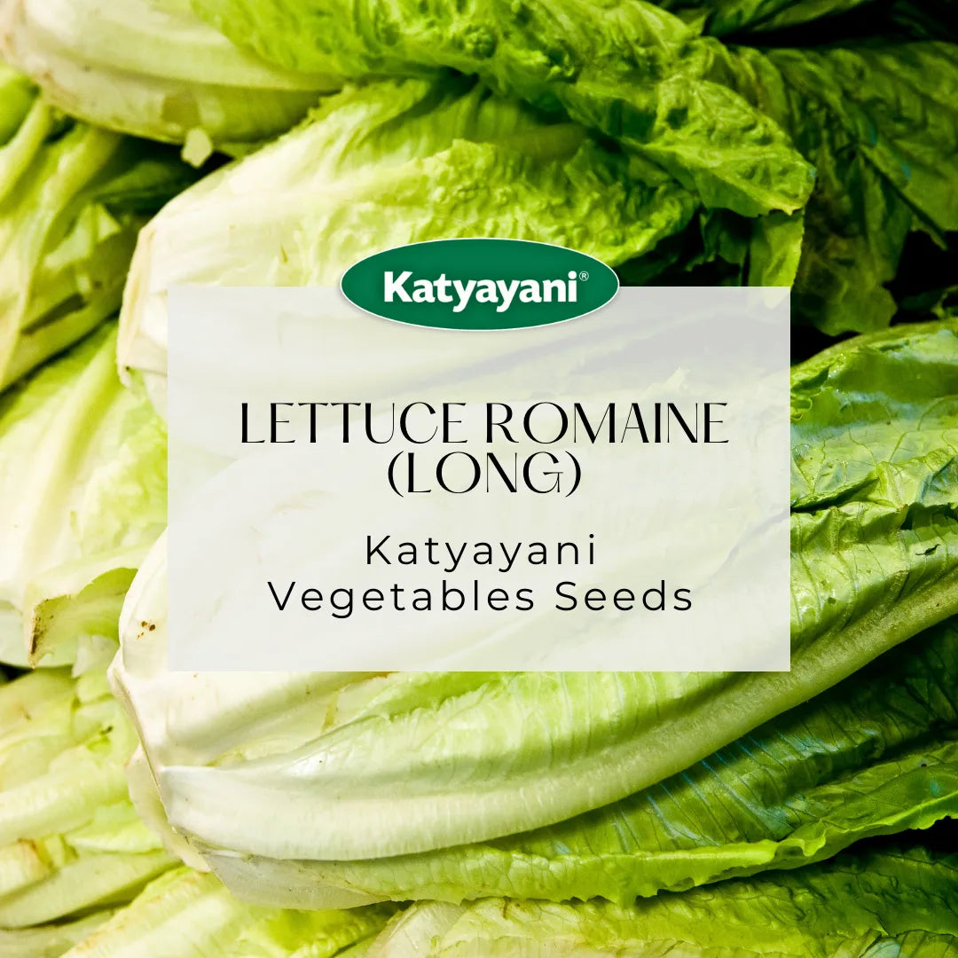 Lettuce Romaine (Long) Vegetable Seed