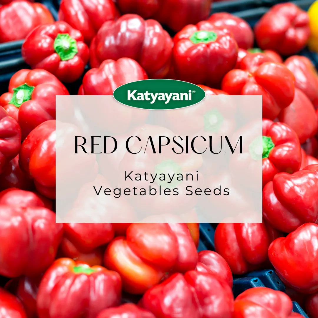 Red Capsicum Vegetable Seed