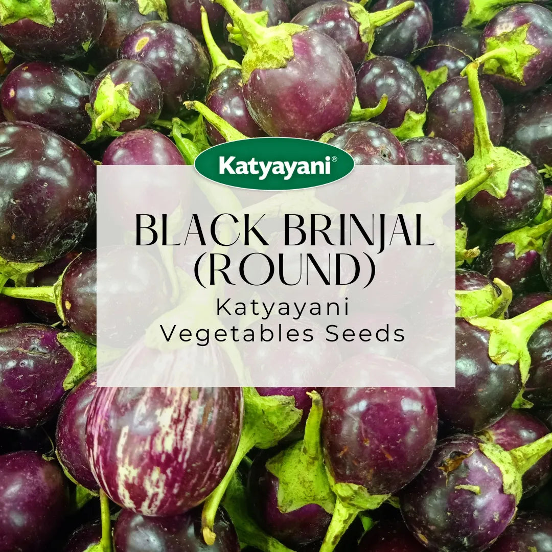 Black Brinjal (Round) Vegetable Seeds