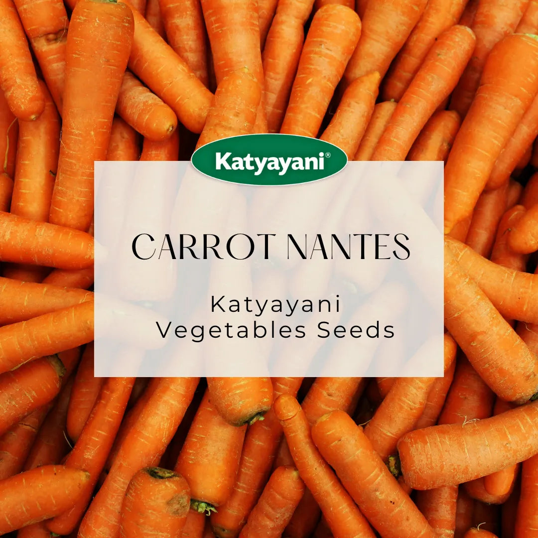 Carrot Nantes (Improved) Vegetable Seeds