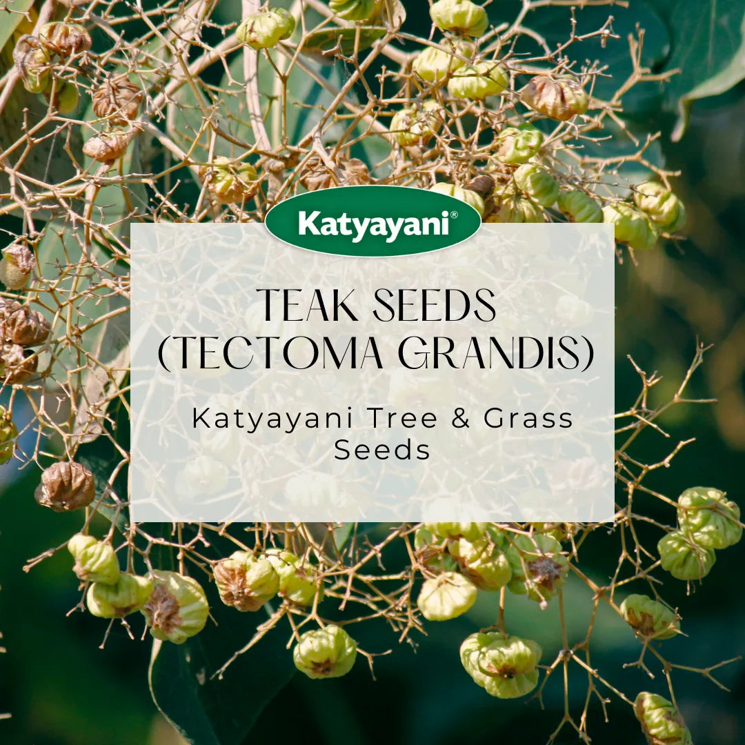 Teak  (Tectoma Grandis) 100 g Tree and Grass seeds