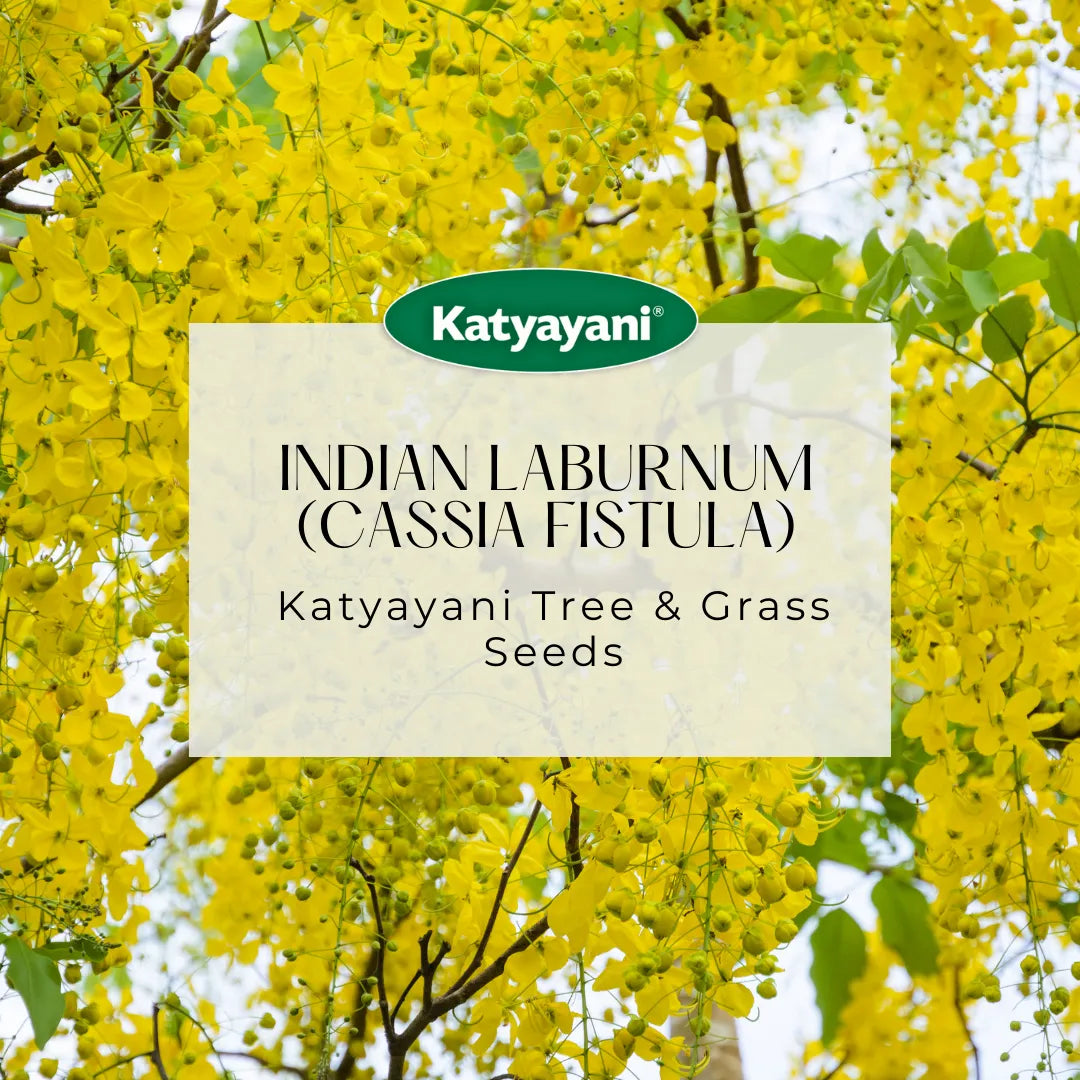 Indian Laburnum (Cassia Fistula) Tree and Grass Seeds