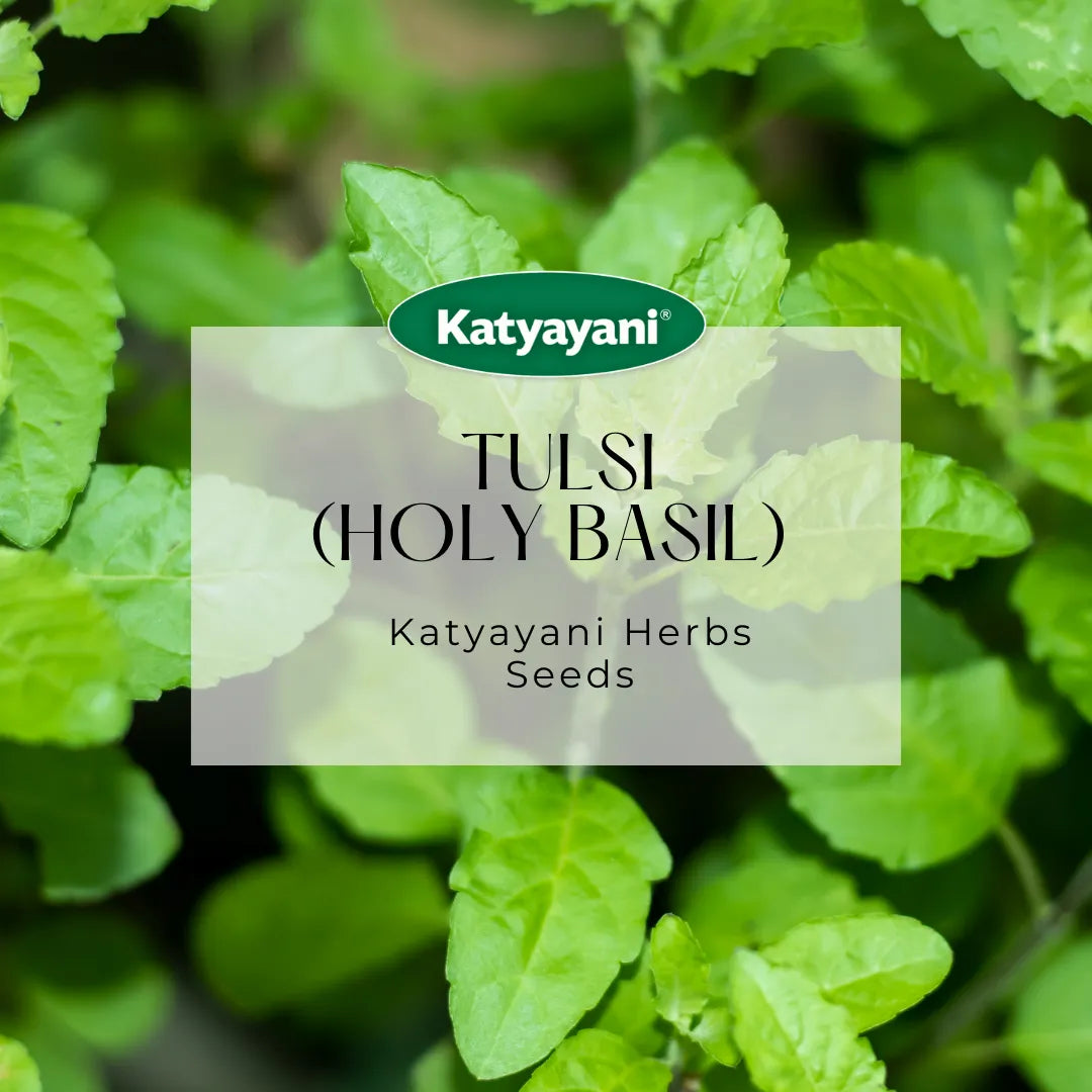 Tulsi  (Holy Basil) Herb seeds