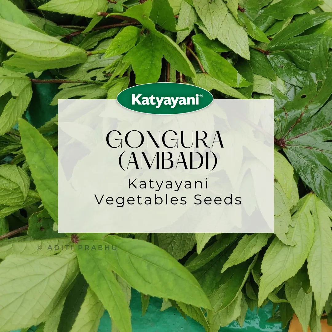 Gongura  (Ambadi) Vegetable Seeds