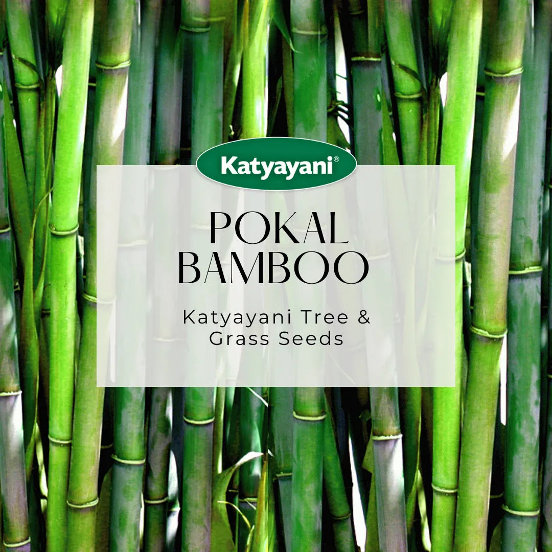 Pokal Bamboo 100 g Tree and Grass seeds