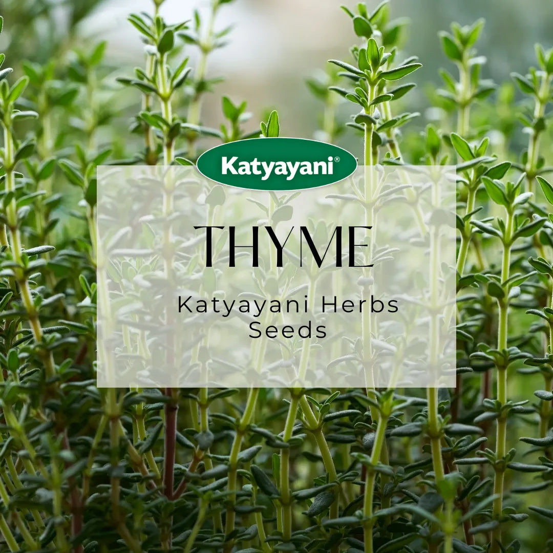 Thyme Herb seeds