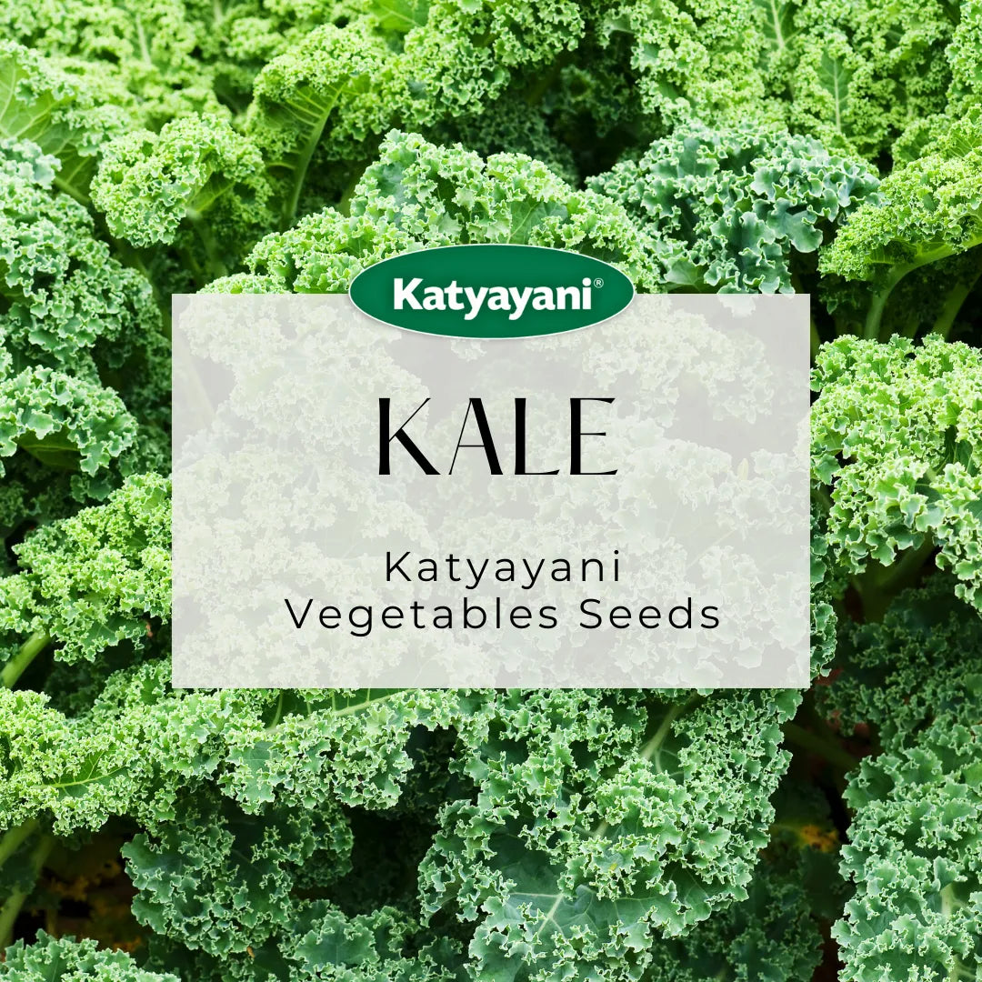 Kale Vegetable Seeds