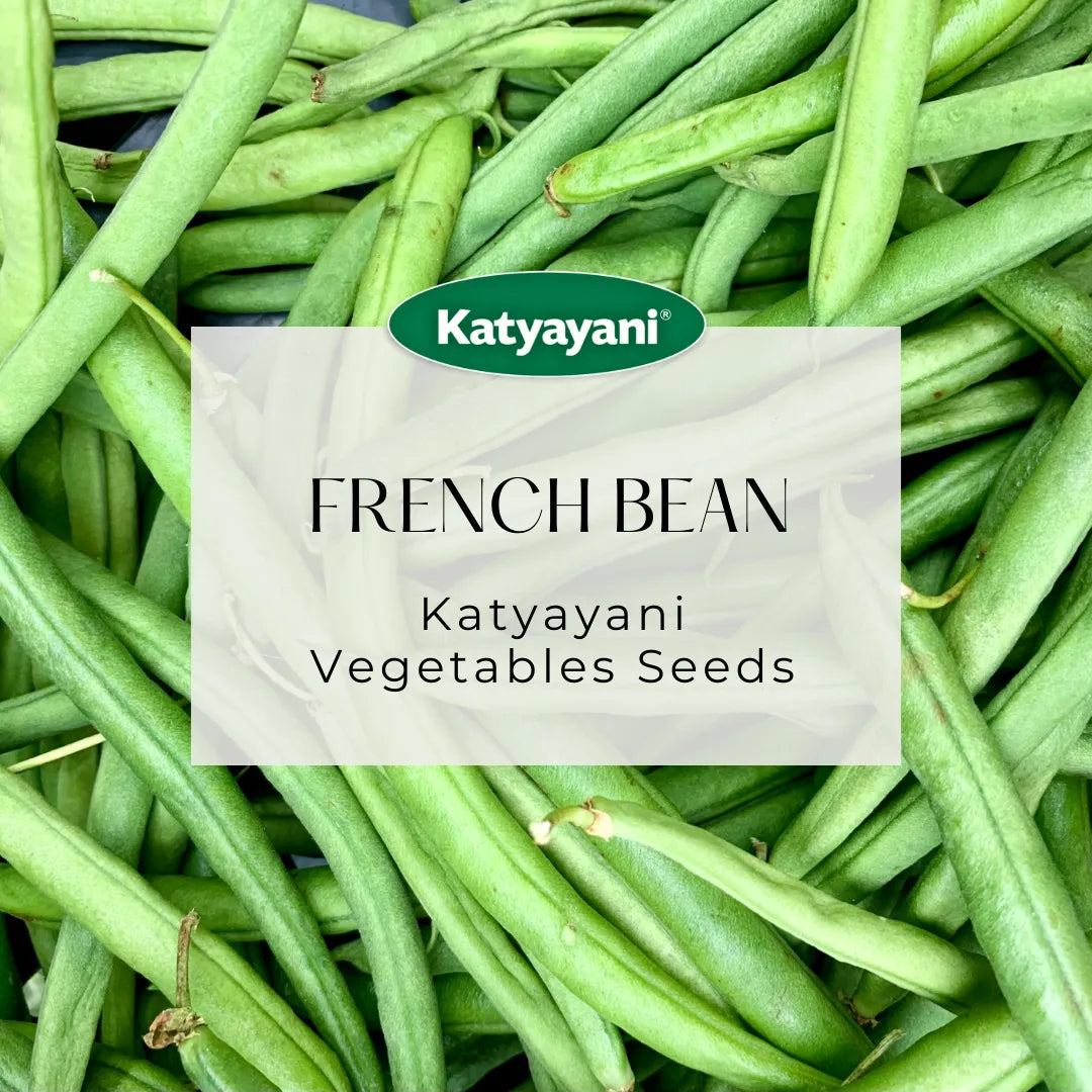 French Bean Vegetable Seed