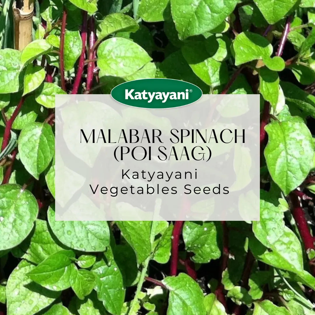 Malabar Spinach (Poi Saag) Vegetable Seeds