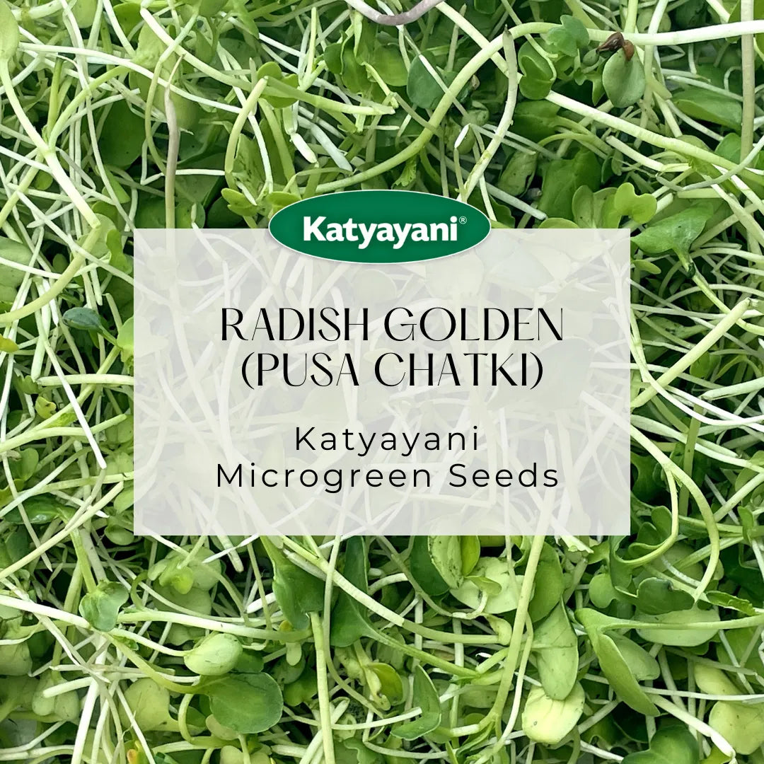 Radish Golden  (Pusa Chatki) Vegetable Seeds