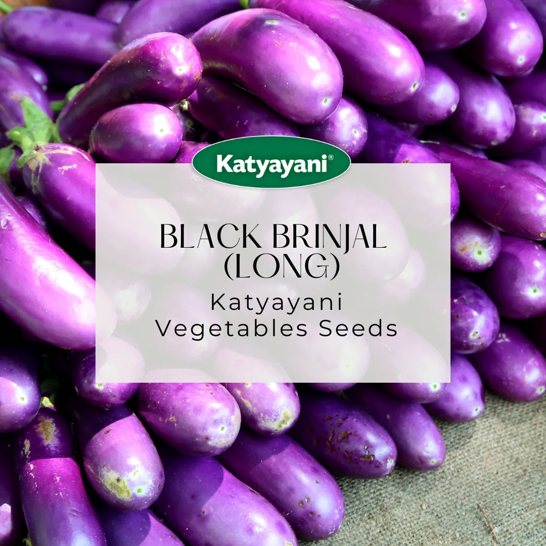 Black Brinjal (Long) Vegetable Seeds