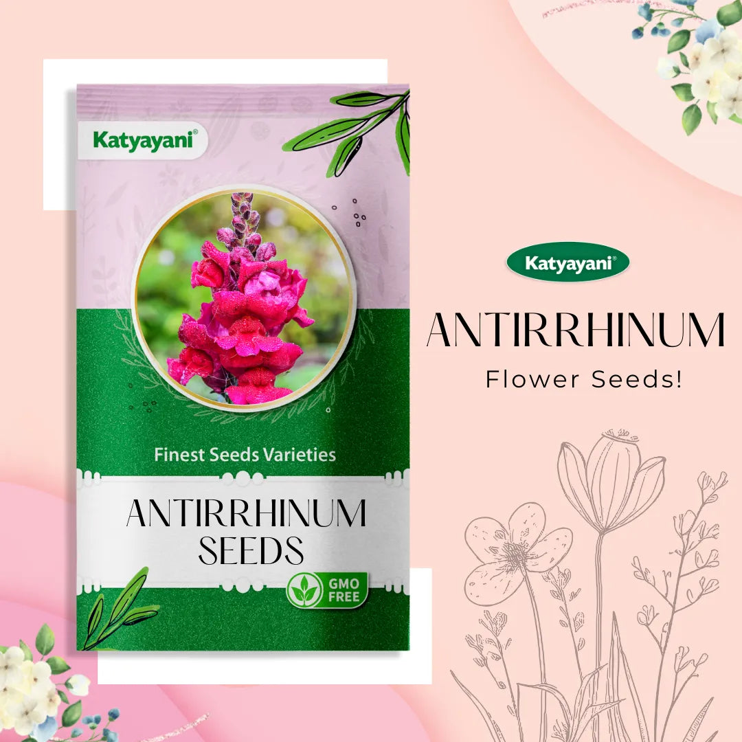 Antirrhinum پھولوں کا بیج