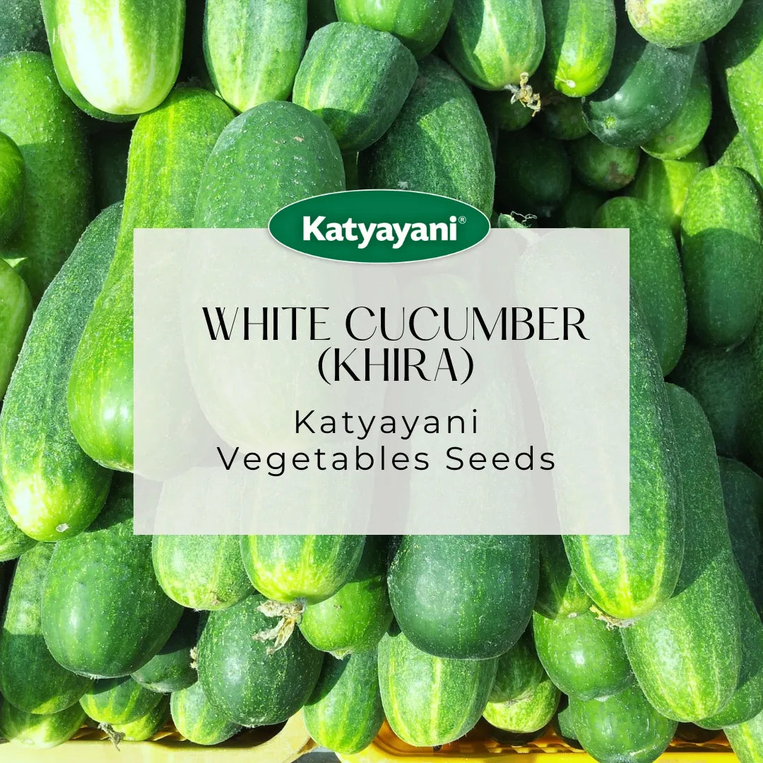 White Cucumber (Khira) Vegetable Seeds