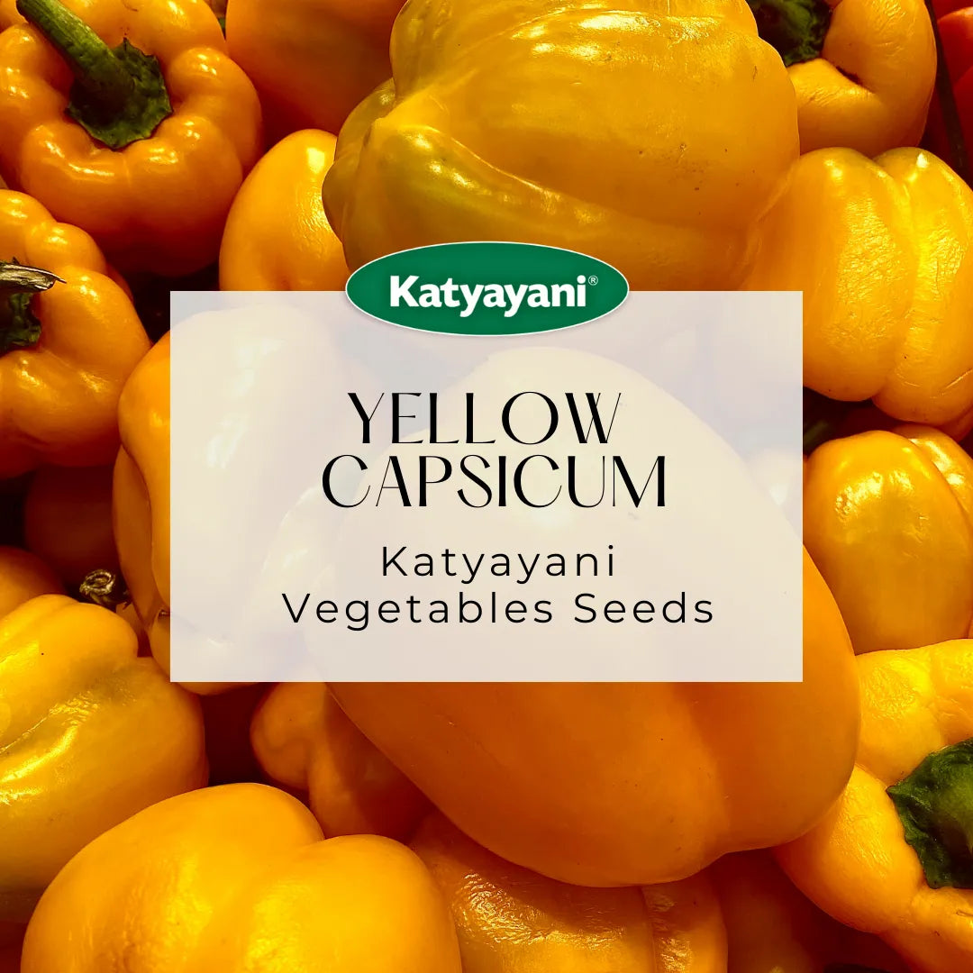 Yellow Capsicum Vegetable Seeds