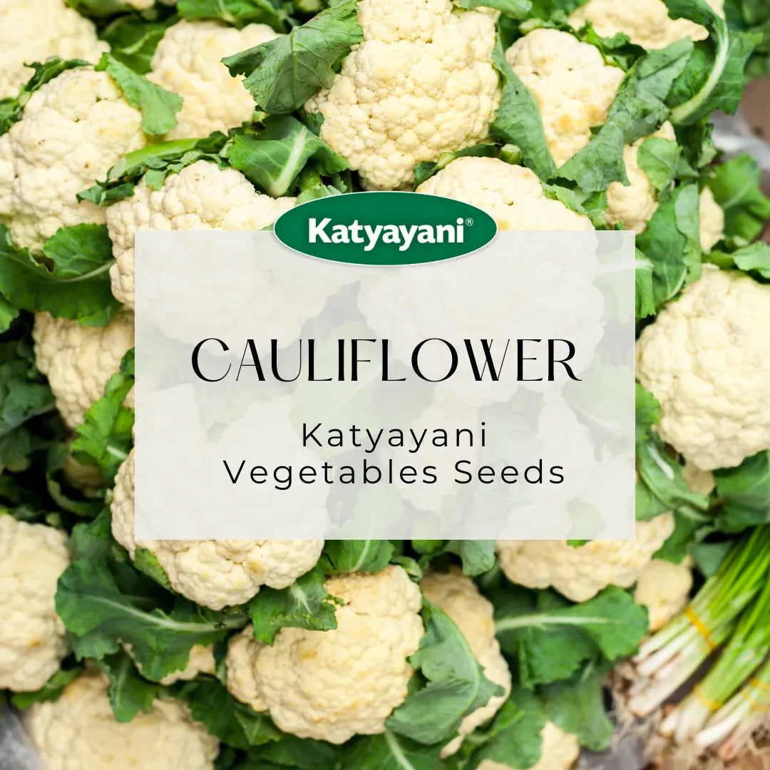 Cauliflower Vegetable Seeds