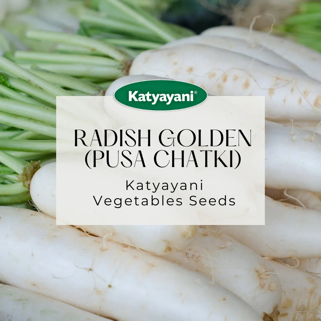 Radish Golden (Pusa Chatki) Microgreen Seeds