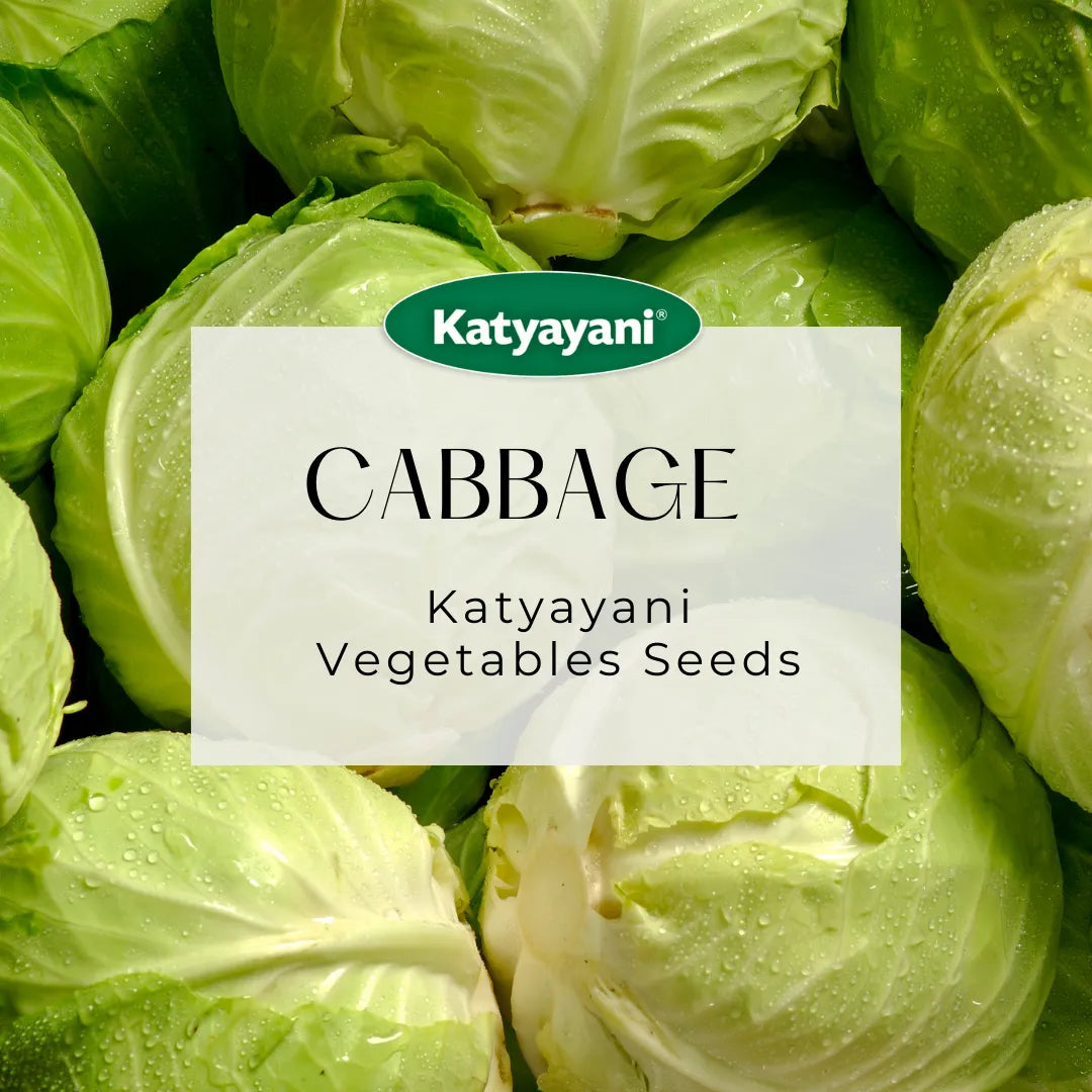 Cabbage Vegetable Seeds