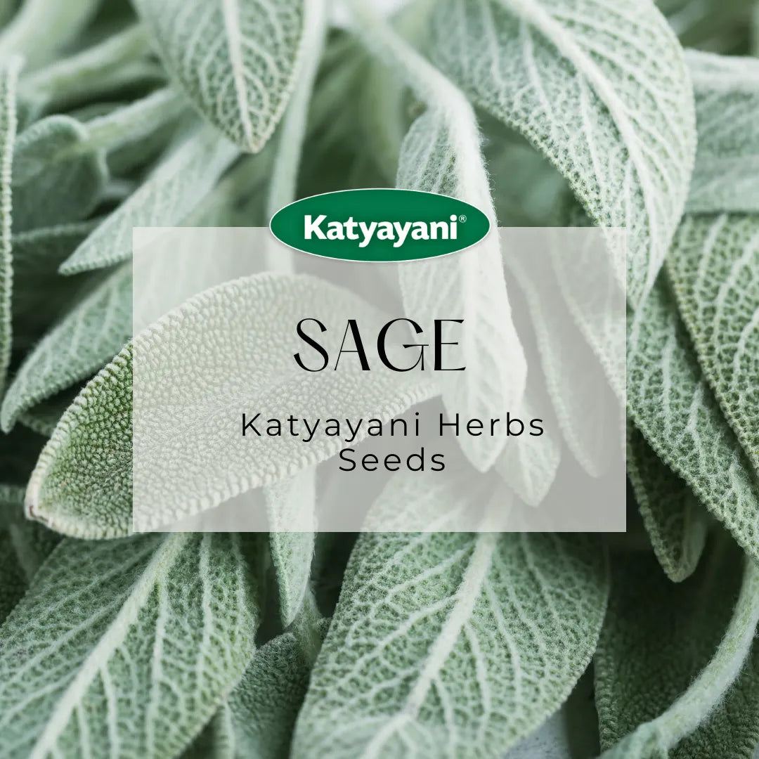 Sage Herb seeds