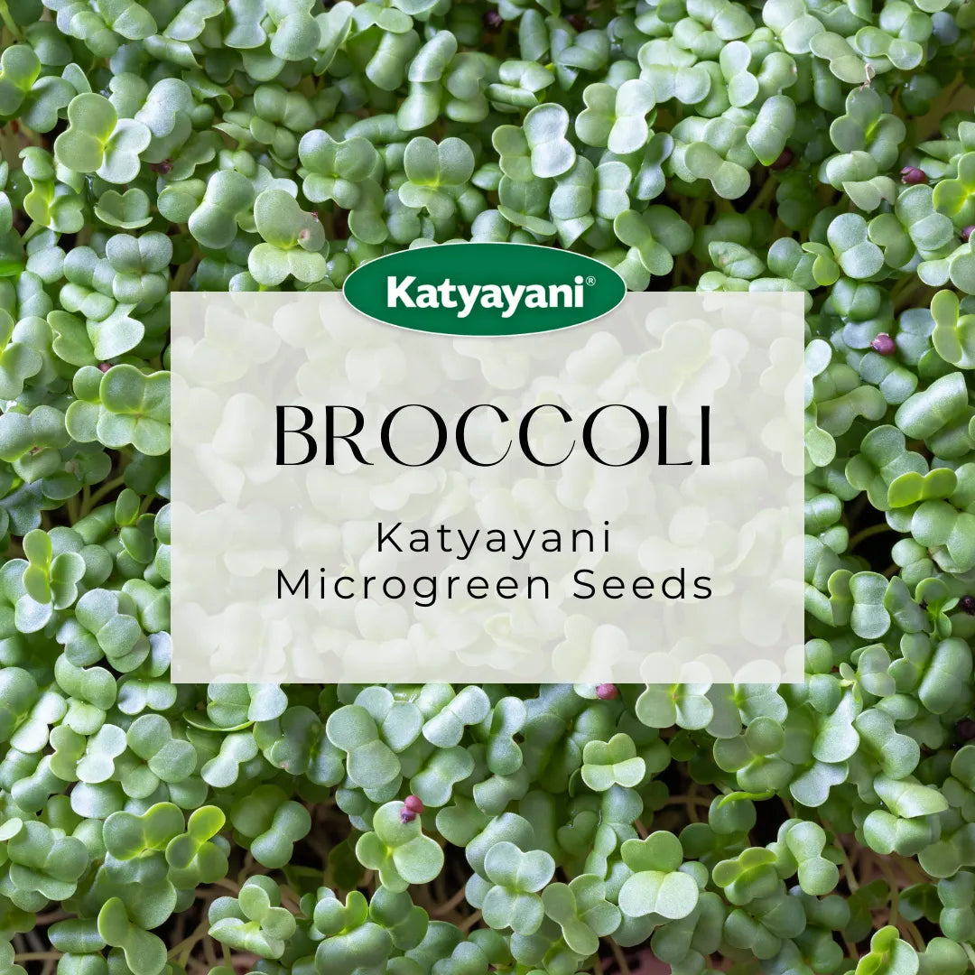 Broccoli Vegetable Seeds