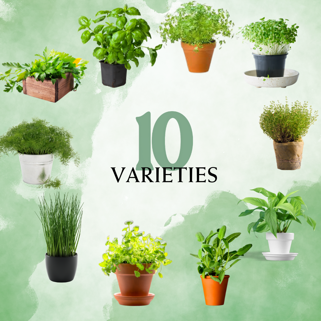 10 Herb Seeds Varieties (Individually Packed Herb Seeds)