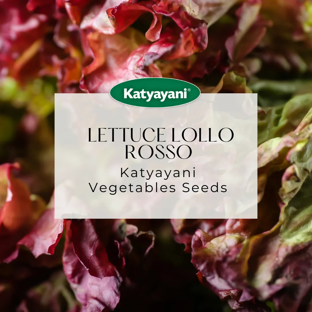 Lettuce Lollo Rosso Vegetable Seeds